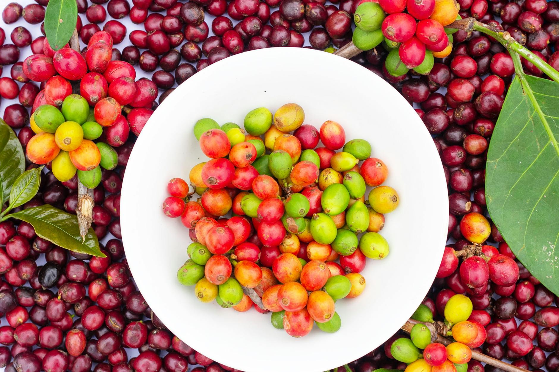 A vibrant coffee farm with workers carefully harvesting red coffee cherries, emphasizing sustainable agricultural practices.